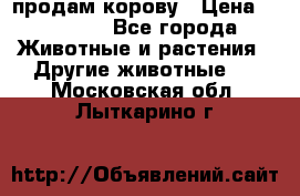 продам корову › Цена ­ 70 000 - Все города Животные и растения » Другие животные   . Московская обл.,Лыткарино г.